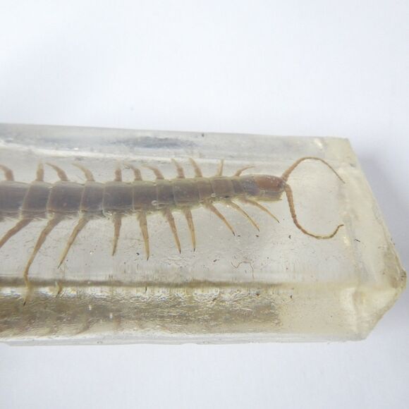 Centipede in Clear Resin Real Bug Display Insect Specimen 5.5" - Picture 9 of 9